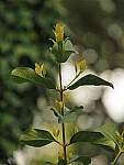 Click to see Y-DPB-0010.JPG