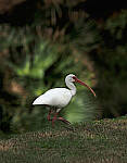 Click to see Y-DPB-0045-edt.JPG