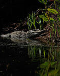 Click to see Y-DPB-0059-edt.JPG