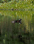 Click to see Y-DPB-0089-edt.JPG