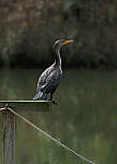 Click to see Y-DPB-0137-edt.JPG