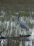 Click to see Y-DPB-0154-edt.JPG