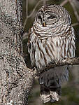 Click to see Y-JG-0605-MOD.JPG
