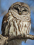 Click to see Y-JG-0616-MOD.JPG