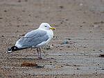 Click to see Y-JG-1049-MOD.JPG