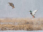 Click to see Y-JG-3864-MOD.JPG