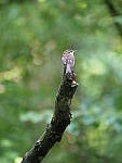 Click to see Y-WB-100_400-EM1X-P7260200.JPG