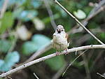 Click to see Y-WB-100_400-EM1X-P7280435.JPG
