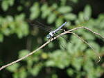 Click to see Y-WB-100_400-EM1X-P7280594.JPG