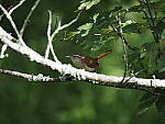 Click to see Y-WB-100_400-EM1X-P7280626.JPG