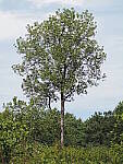 Click to see Y-WB-100_400-EM1X-P7280657.JPG