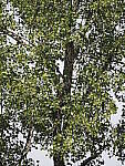 Click to see Y-WB-100_400-EM1X-P7280659.JPG