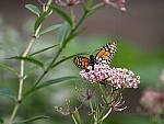 Click to see Y-WB-100_400-EM1X-P7280751.JPG