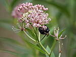 Click to see Y-WB-100_400-EM1X-P7280757.JPG