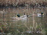 Click to see Y-WB-400-PB050071.JPG