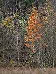 Click to see Y-WB-400-PB050211.JPG
