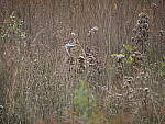 Click to see Y-WB-400-PB050315.JPG