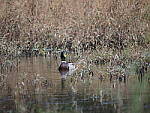 Click to see Y-WB-400-PB060551.JPG