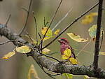 Click to see Y-WB-400-PB080589.JPG