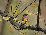 Click to see Y-WB-400-PB080600.JPG