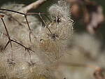 Click to see Y-WB-400-PB080651.JPG