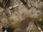 Click to see Y-WB-400-PB080653.JPG