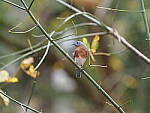 Click to see Y-WB-400-PB080660.JPG