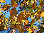Click to see Y-WB-400-PB080732.JPG
