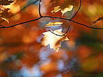Click to see Y-WB-400-PB080762.JPG