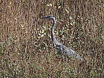 Click to see Y-WB-400-PB130871.JPG