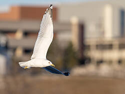 Olympus E-M1X review photo