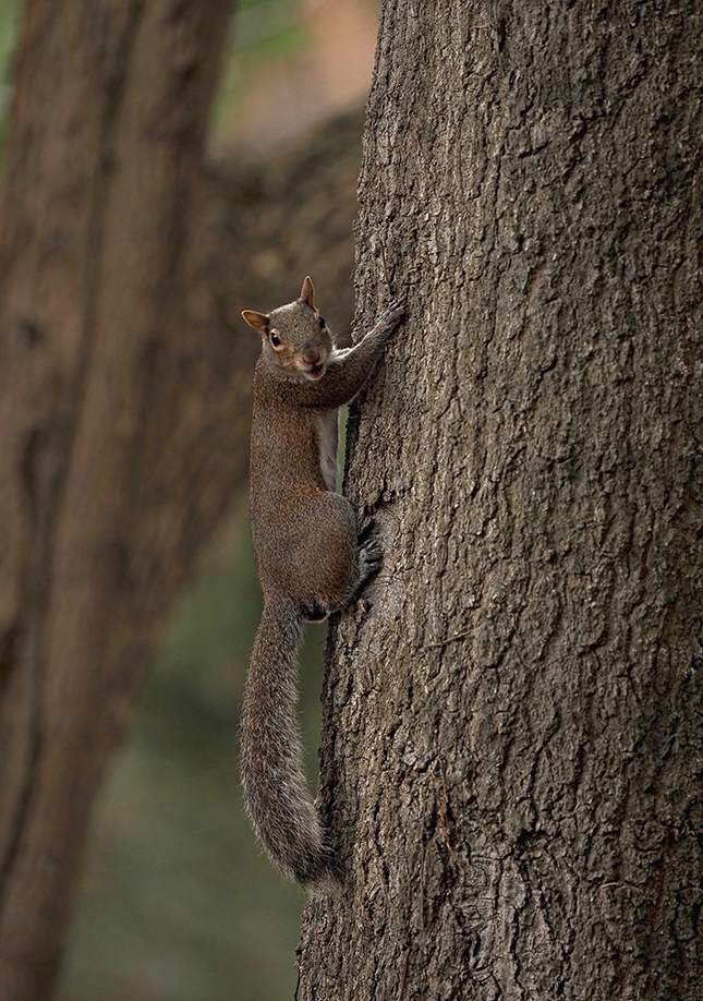 Olympus E-M1X Sample Image