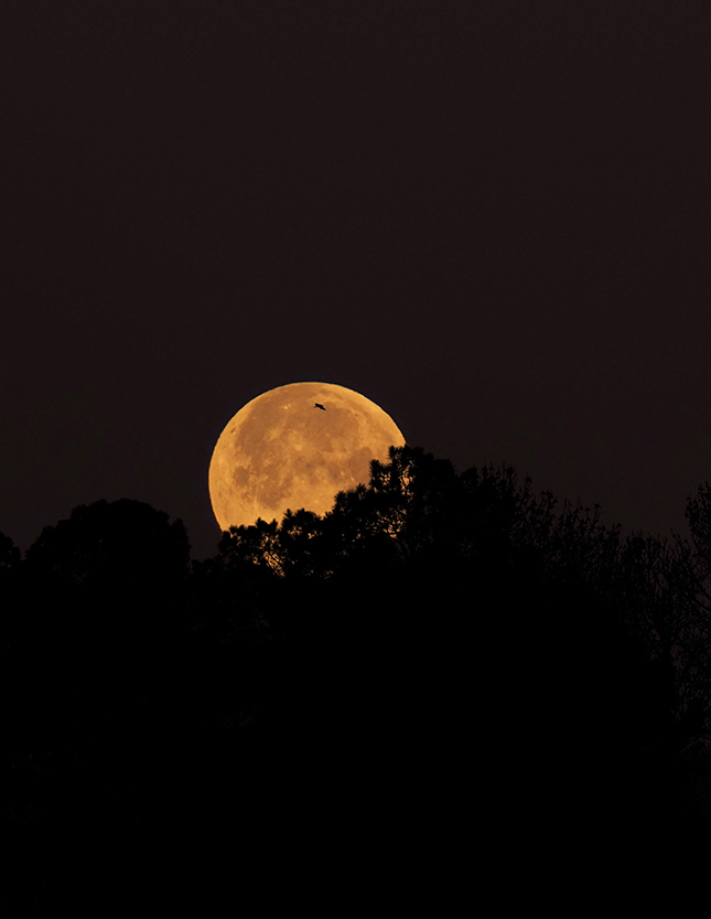 Olympus E-M1X Sample Image