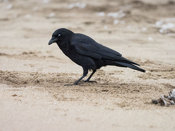 Olympus E-M1X Review: Field Test -- Gallery Image