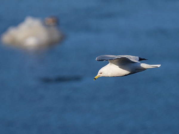 Olympus E-M1X Review: Field Test -- Gallery Image