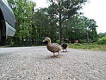 Click to see YA-7-14MM-0139.JPG