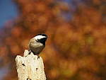 Click to see Y_B010031-12-100MM.JPG