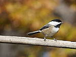 Click to see Y_B010041-12-100MM.JPG