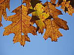 Click to see Y_B010055-12-100MM.JPG