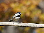 Click to see Y_B010068-12-100MM.JPG