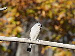 Click to see Y_B010075-12-100MM.JPG