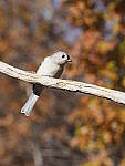 Click to see Y_B010082-12-100MM.JPG