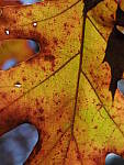 Click to see Y_B010105-12-100MM.JPG