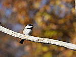Click to see Y_B010123-12-100MM.JPG