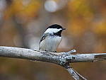 Click to see Y_B010172-12-100MM.JPG