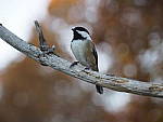 Click to see Y_B010179-12-100MM.JPG