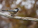 Click to see Y_B020185-12-100MM.JPG