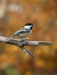 Click to see Y_B020197-12-100MM.JPG