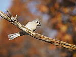 Click to see Y_B040293-12-100MM.JPG