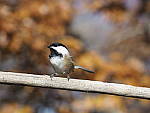 Click to see Y_B070004-12-100MM.JPG